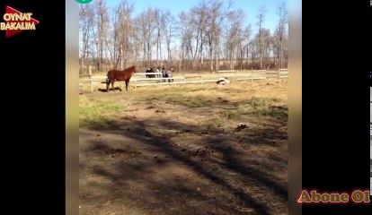 Komik Hayvan Videoları 2016 - "Oynat Bakalım"