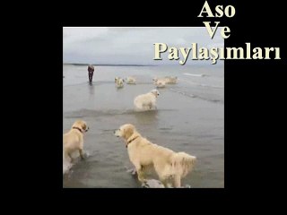 Kürtçe Dublaj Kuro Zıkemın Deşe.Aso ve Paylaşımları