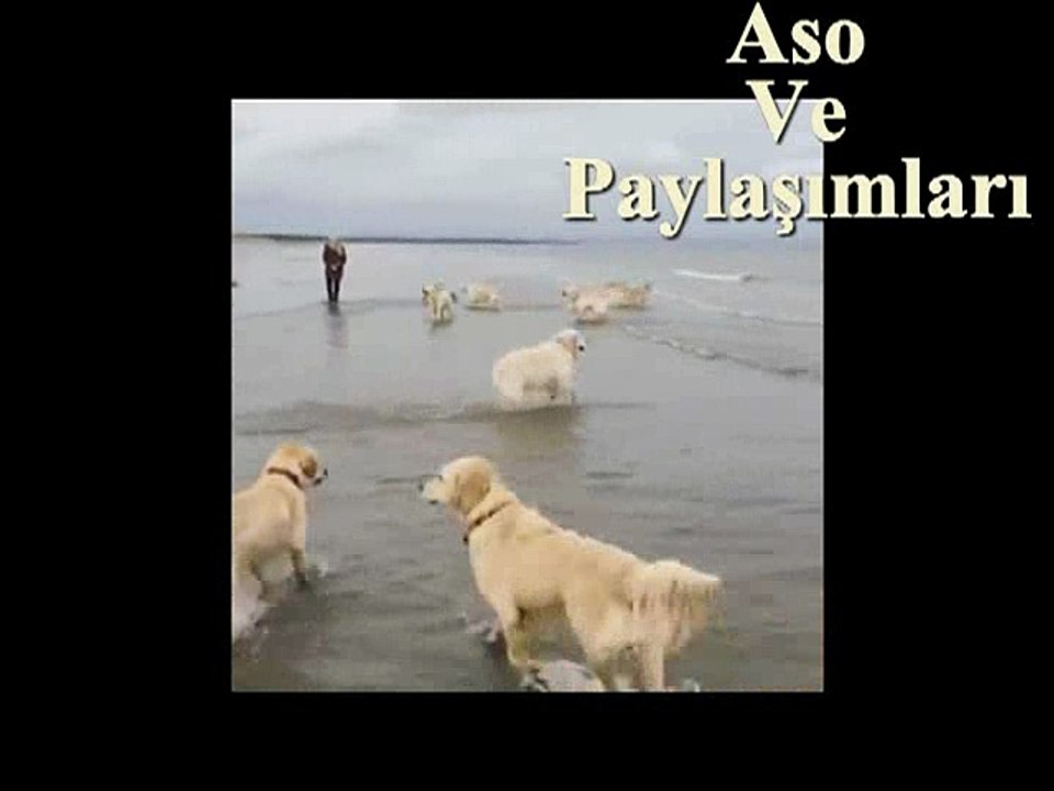 Kürtçe Dublaj Kuro Zıkemın Deşe.Aso ve Paylaşımları