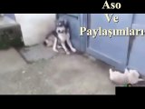 Kürtçe Dublaj Eşine Kızan Köpek.Aso ve Paylaşımları