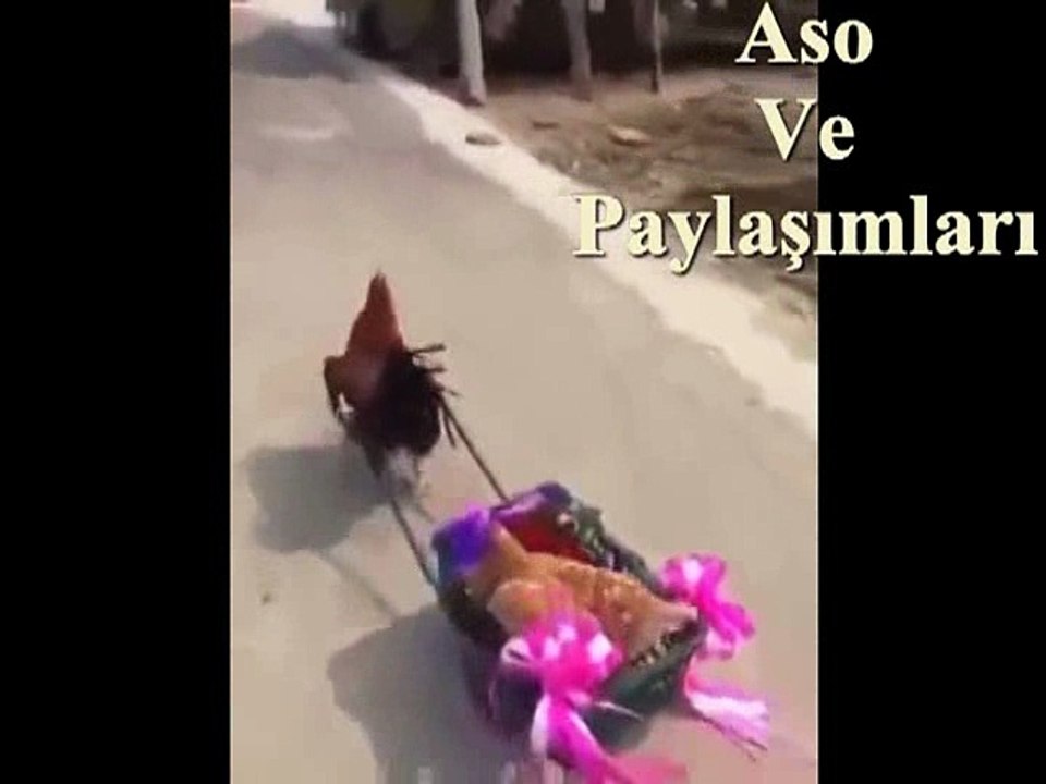 Kürtçe Dublaj Evlenen Tavuk Gelini Alıp Gidiyor.Aso ve Paylaşımları