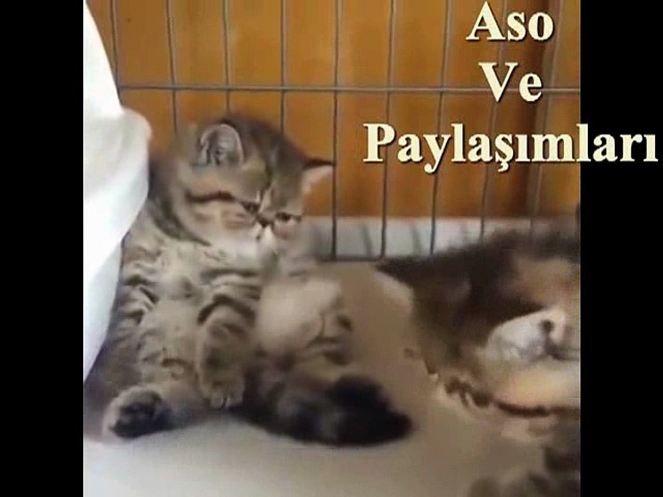 Kürtçe Dublaj Evlemek İsteyen Kedi.Aso ve Paylaşımları