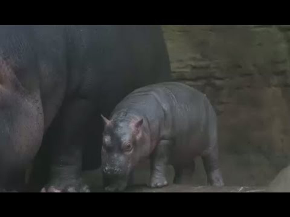 Happy Happy Hippos: Newborn baby splashes with mom at Prague zoo