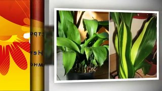 ЦВЕТЫ для СЕВЕРНОГО окна ❖❖❖ Какие неприхотливые комнатные растения будут расти в ТЕМНЫХ помещениях
