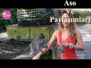 Sapık Maymunlar Kürtçe Dublaj.Aso ve Paylaşımları