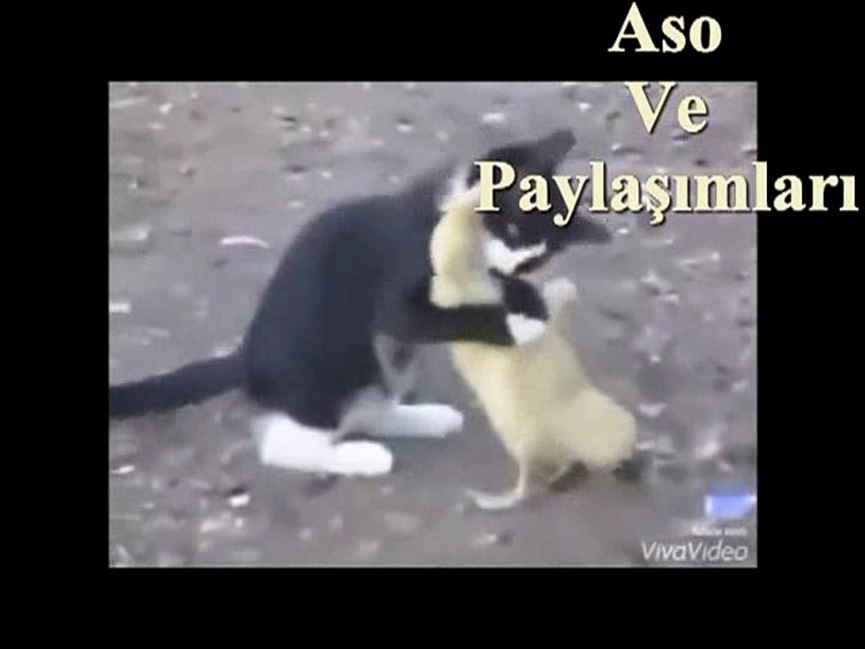Kürtçe Dublaj Borcunu Ödemeyen Ördek Kuro Deynexa bıde.Aso ve Paylaşımları