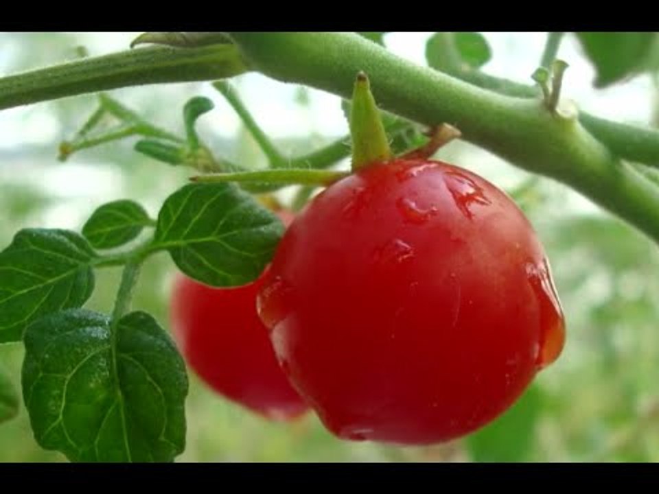 Martian garden: Growing tomatoes, peas & other plants on extraterrestrial-like soil