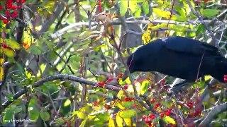 Crows - Short Documentary