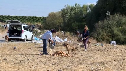Sahipsiz Köpeklerin Kurtarıcısı Oldu