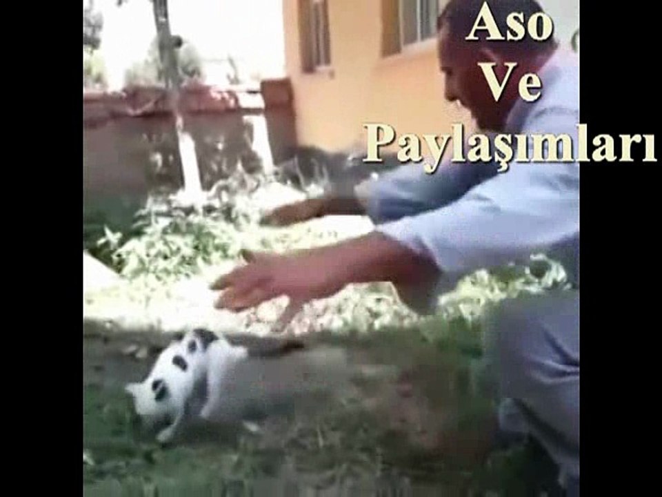 Kürtçe Dublaj Yaralı Kuşu Kedi Yiyor.Aso ve Paylaşımları