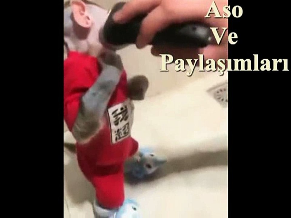 Kürtçe Dublaj Traş Olan Maymun Rınd Mın traşke.Aso ve Paylaşımları