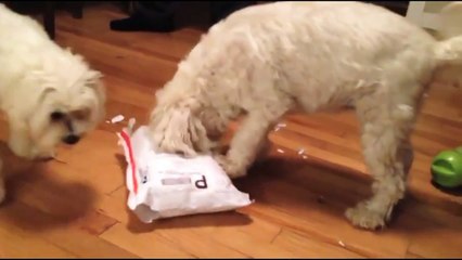 NuVet Labs Products for Dogs