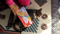 Elif ve minik kedimiz paticik sabah oyun keyfi eğlenceli çocuk videosu