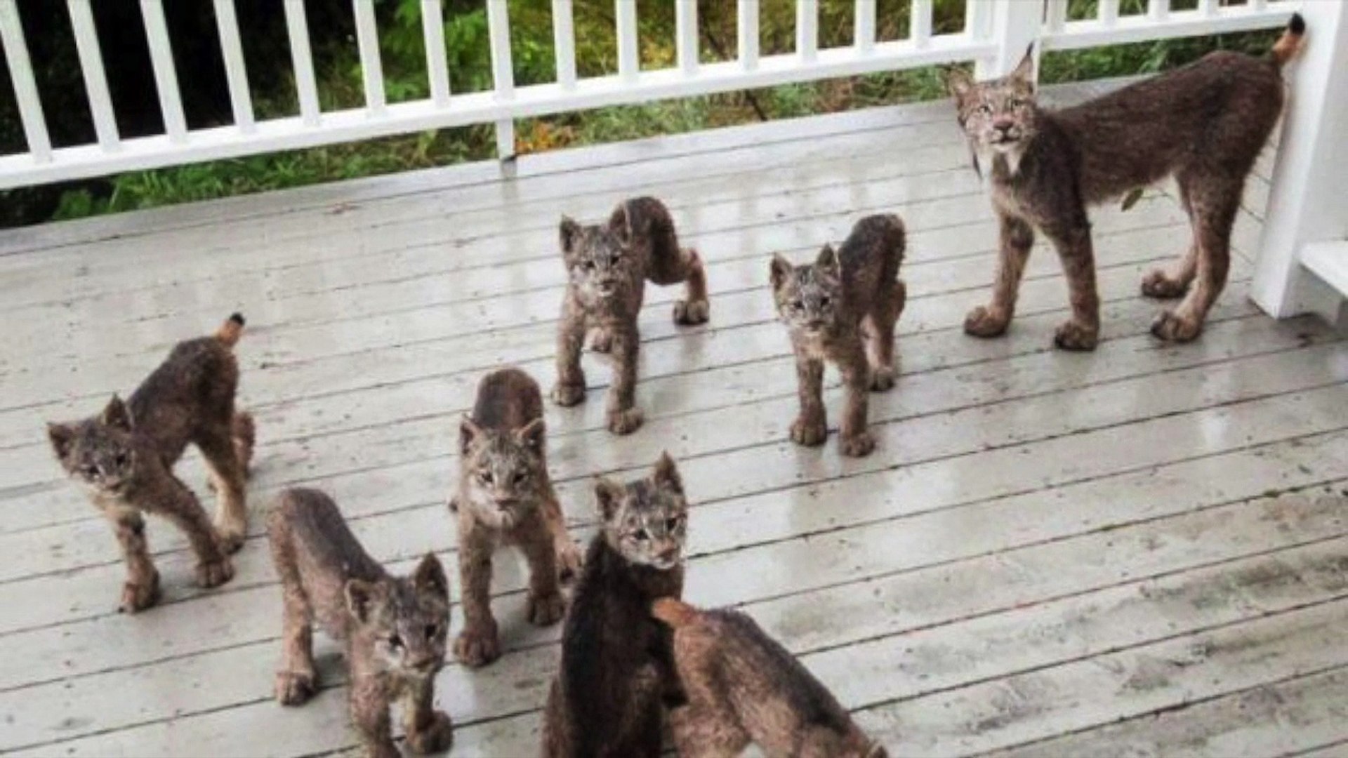 Se Faire Reveiller Par 7 Bebes Lynx Et Leur Maman Qui Grattent A La Porte Video Dailymotion