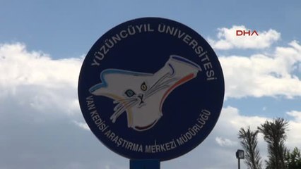 Van Kedi Güzellik Yarışmasının Birincisi 'Kartopu' İlgi Odağı Oldu