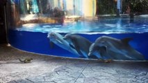 Des dauphins totalement subjugués par des écureuils venus leur rendre visite