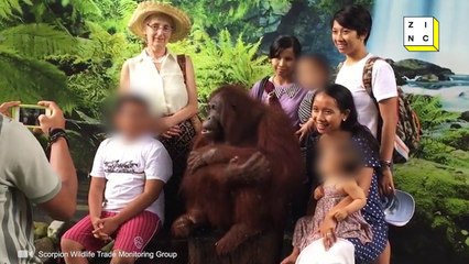 Animal Tourism: Animals are NOT for entertainment