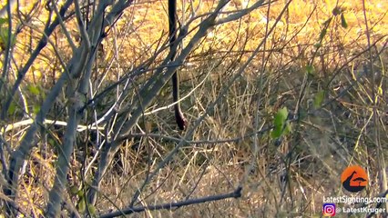 Mongoose Uses Snake as a Swing - Latest Sightings Pty Ltd