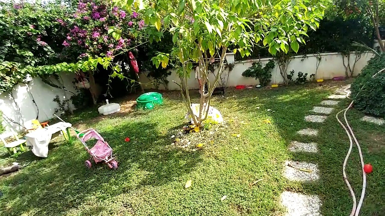 Minik kedicikler Ponçik, Tarçın ve Pamuk için dış parazit aşısı yaptık. Parazit tasması taktık