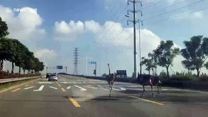 Runaway ostriches romp down Chinese motorway