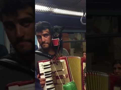 Tiny Pup Helps Musician Collect Change on Public Transport