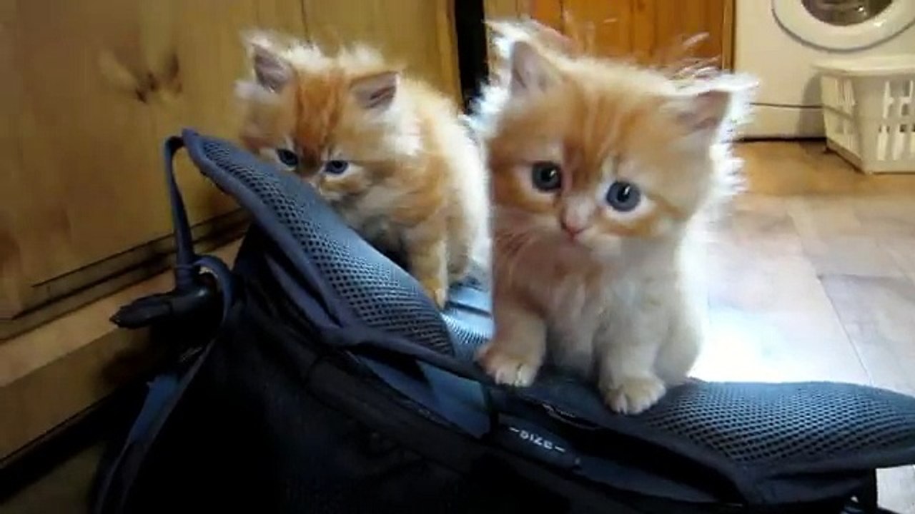 Adorable : ce chaton se blottit contre sa maman pour trouver du réconfort, mais vous serez ébahis en découvrant ce qui l