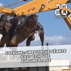 Espagne : une tortue géante s'est échouée sur une plage