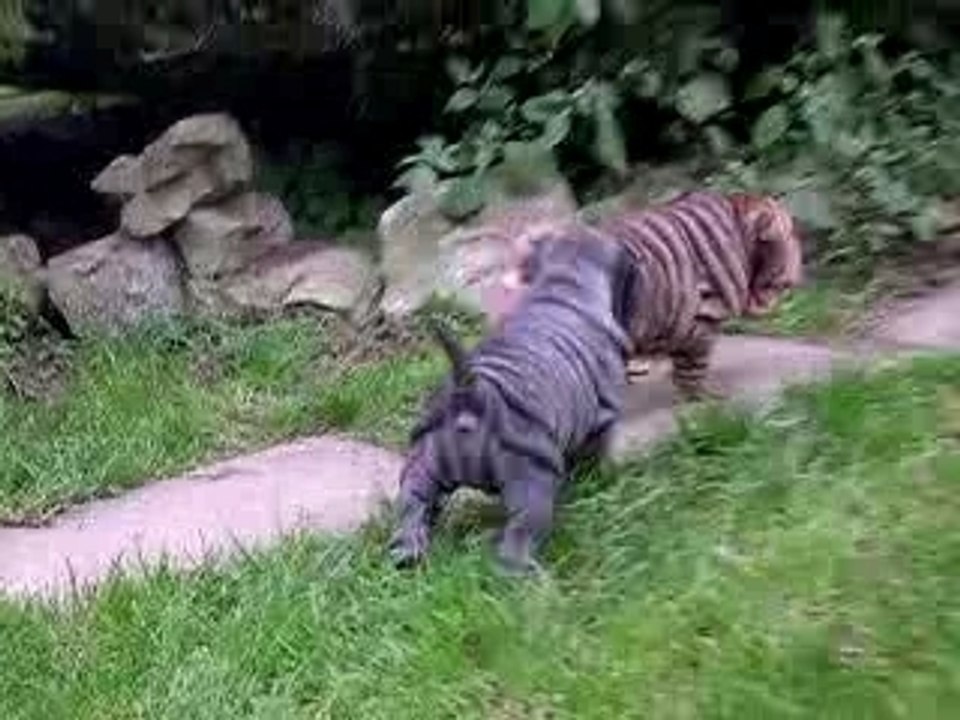 chivas et chanoi les deux inséparables