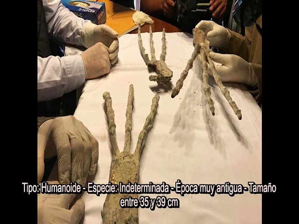 Les Grandes Mains - Les Etres mystérieux de Nasca - 6a - Spécimens