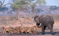 Leões VS Elefantes - Afinal Quem É O Rei Da Selva