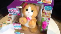 Hasbro Fur Real Friends - Surprise Toy Opening! Daisy Kitten Stuffed Kitty