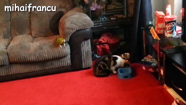 Funny Parrots Annoying Cats Compilation NEW HD