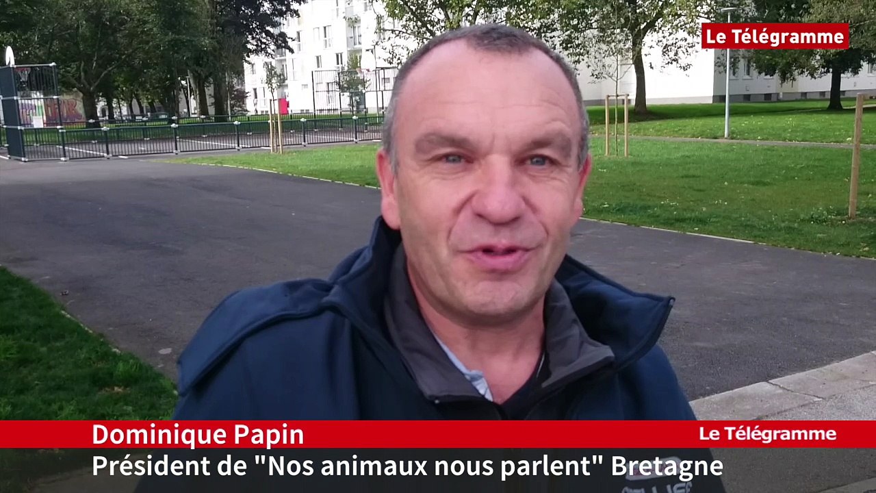 Brest. Première balade canine