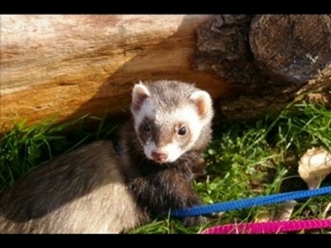 Mes fufus en balade novembre 2007