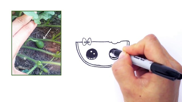 How to Draw Watermelon Slice Cute step by step Easy - Cartoon Food