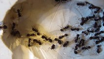 Переселение муравьёв Messor structor (Resettlement of ants Messor structor)