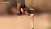 Dog howls 'to comfort crying girl'