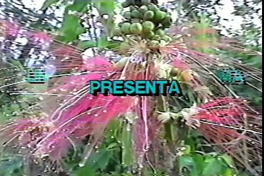 Cría Inducida de Abejas Reinas