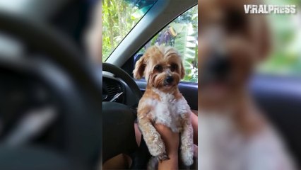 Dog Makes Cute Face When She Tries Not To Sneeze