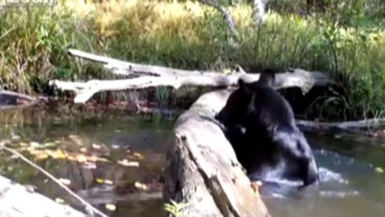 Bu Ayının Keyfine Diyecek Yok