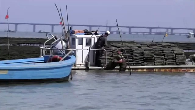Framboise, gingembre, muscat... Un ostréiculteur lance des huîtres parfumées