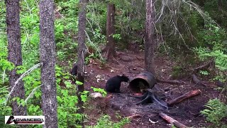 Awesome Black Bear Hunting | Bow Hunting Canada (POV KILL SHOT)