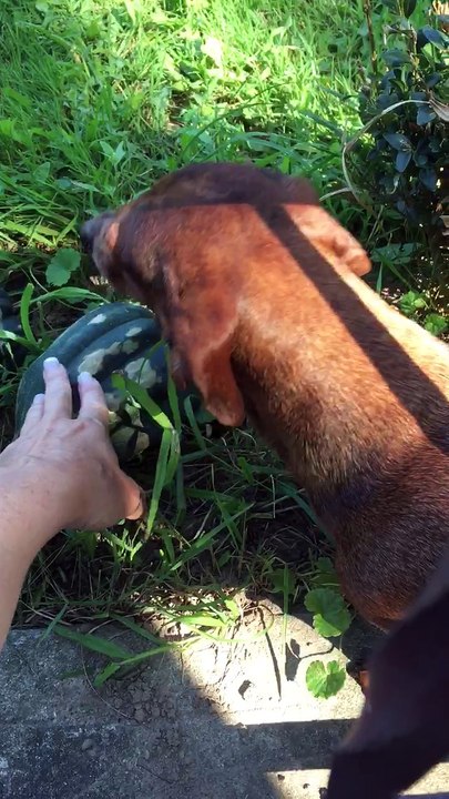 Puppy vs. Acorn Squash