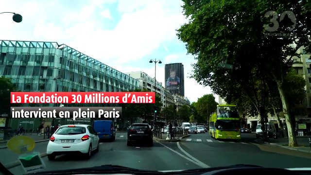 Ils sauvent 130 chats qui vivaient dans un 20m² insalubre