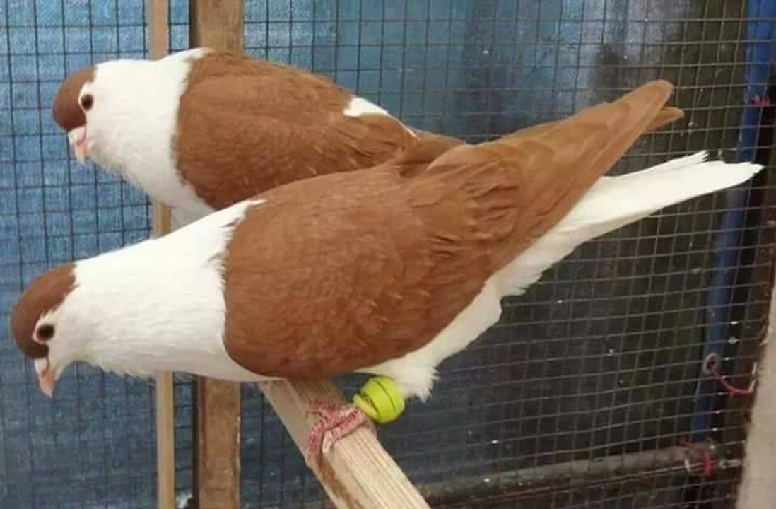 Afghan Pigeon Latest Video (Pigeon Lover)