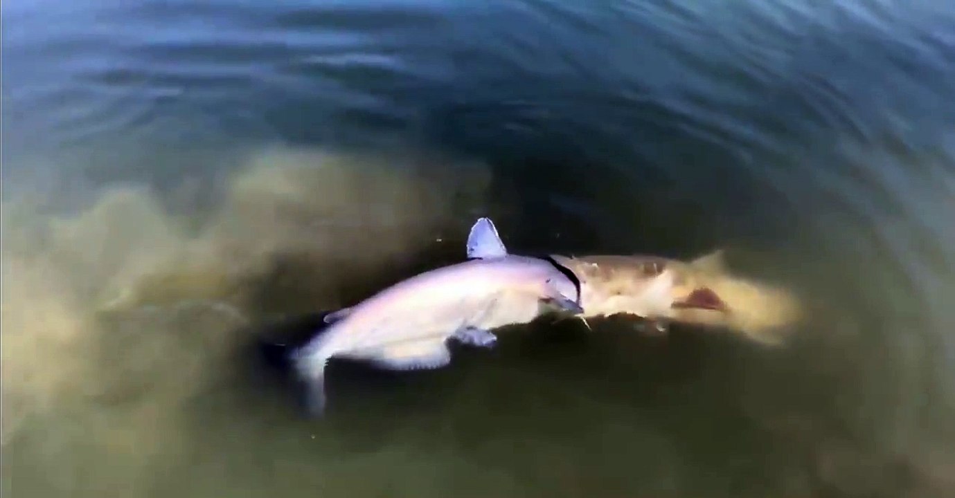 Ce poisson chat a les yeux plus gros que le ventre en essayant d'avaler un poisson aussi gros que lui