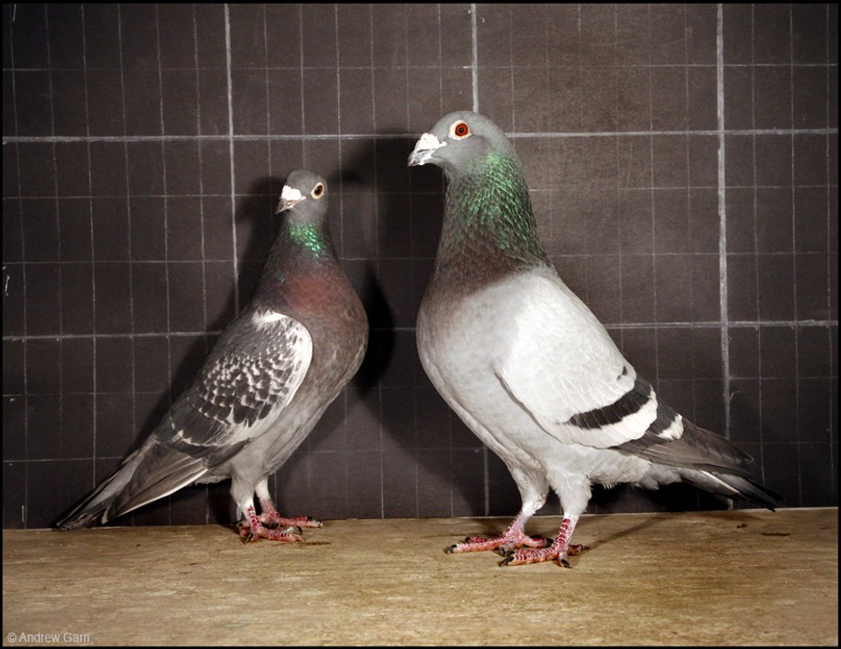 Racing pigeon training and daily activities