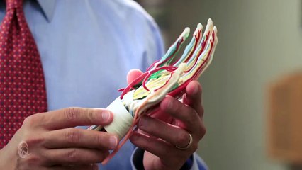 Hand Anatomy - Austin, TX - Dr. Gregg Vagner - Hand Surgeon