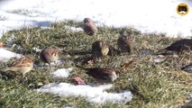 ENTERTAINMENT VIDEO FOR CATS. Winter Birds #3. Mourning Doves, House Finch, Sparrows, Cardinals.