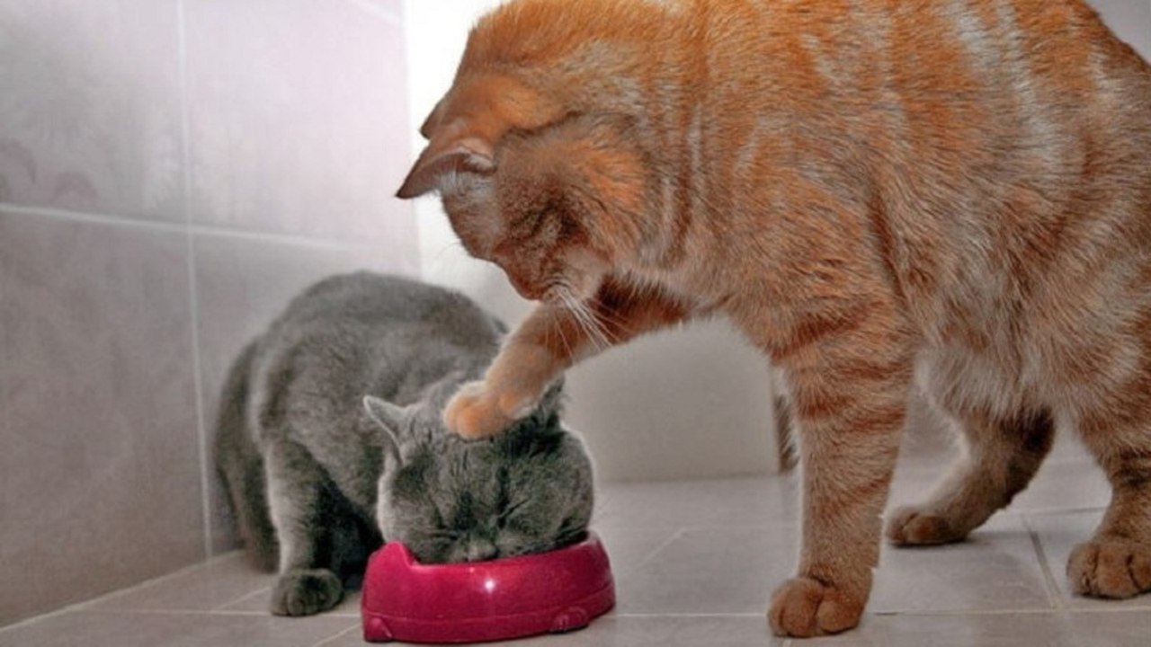 CATS will make you LAUGH YOUR HEAD OFF - Funny CAT compilation